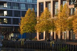 Linden in Herbstfärbung am Oldenburger Stadthafen. Foto: Hans-Jürgen Zietz 