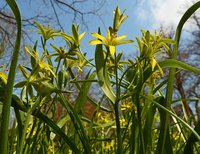 Links: Blühender Wiesen-Gelbsterin im Oldenburger Schlossgarten