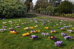 Krokusse im Oldenburger Schlossgarten. Foto: Hans-Jürgen Zietz