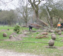 Bäume und Sträucher vor dem Pflanzen