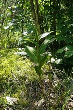 Breitblättrige Stendelwurz (Epipactis helleborine), noch in Knospen, 12. Juni 2012. Foto: Norbert Gesser