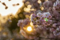 Kirschblüte vor der untergehenden Sonne. Foto: Roland Nappe