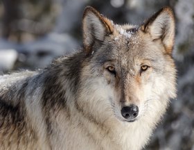 Wolf. Foto: skeeze/Pixabay