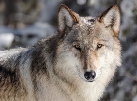 Wolf. Foto: skeeze/Pixabay