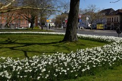 Blühende Narzissen auf dem Pferdemarkt in Oldenburg. Foto: Hans-Jürgen Zietz