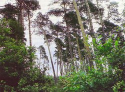 Bürgerbusch. Foto: Stadt Oldenburg Bürgerbusch. Foto: Stadt Oldenburg